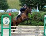 jumper Costello (Oldenburg show jumper, 2008, from Cassini II)