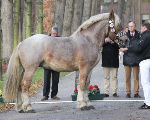 Pferd Ed Hardy K (Rheinisch-Deutsches Kaltblut, 2010, von Emilio)