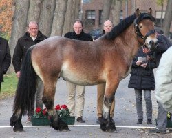 Pferd Nick (Rheinisch-Deutsches Kaltblut, 2010, von Nappes)