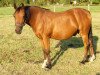 Springpferd Vitality (Westfale, 2003, von Versace R)