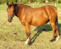 Springpferd Vitality (Westfale, 2003, von Versace R)