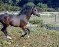 Springpferd Pappilon (Deutsches Reitpony, 2001, von Playboy)