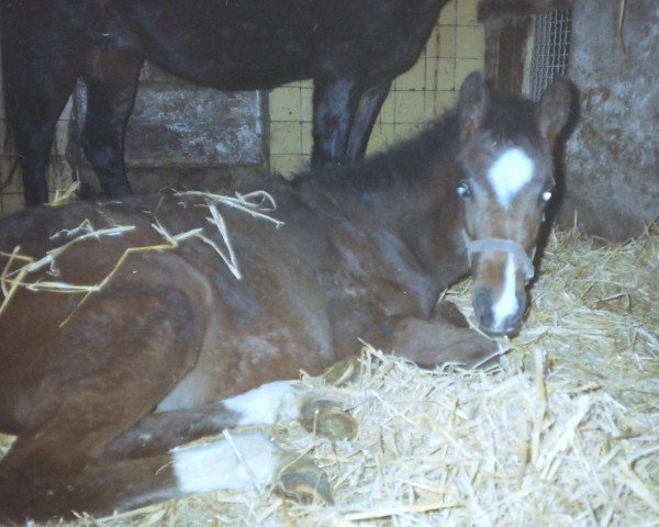 jumper Nowhereland (German Riding Pony, 1997, from Nils)