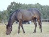 broodmare Nature (German Riding Pony, 1999, from Nils)