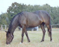 broodmare Nature (German Riding Pony, 1999, from Nils)