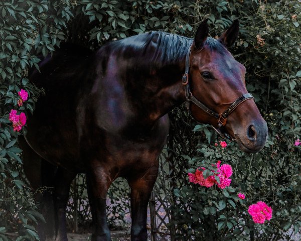Dressurpferd Spirit's Lilli (Deutsches Sportpferd, 2014, von Spirit of Colour)