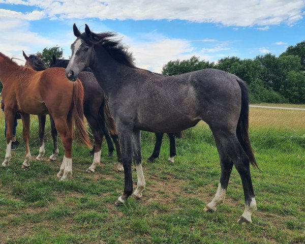 Springpferd Cinderella (Holsteiner, 2021, von Casall)