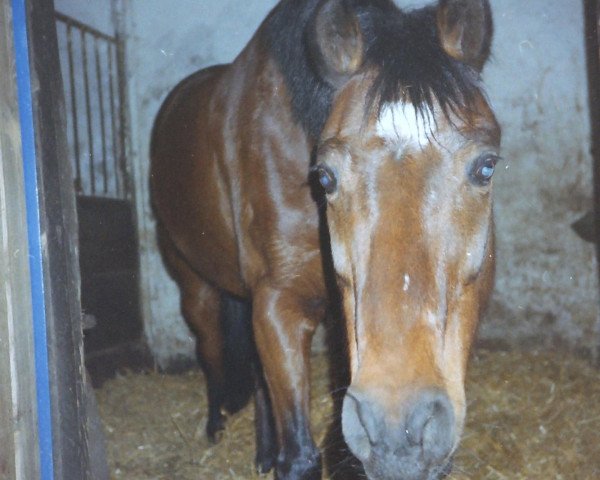 Pferd Rockey (Deutsches Reitpony, 1985, von Rosedale Tiberius)