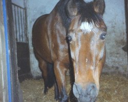 Pferd Rockey (Deutsches Reitpony, 1985, von Rosedale Tiberius)