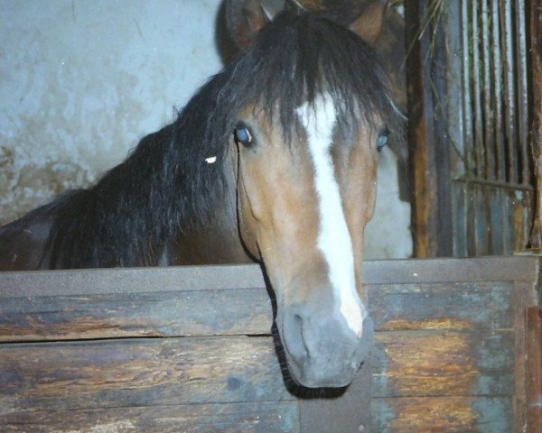 Pferd Robespierre (Deutsches Reitpony, 1988, von Rosedale Tiberius)