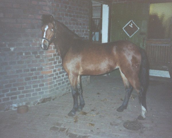 Zuchtstute Remember (Deutsches Reitpony, 1989, von Rosedale Tiberius)