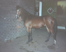 broodmare Remember (German Riding Pony, 1989, from Rosedale Tiberius)