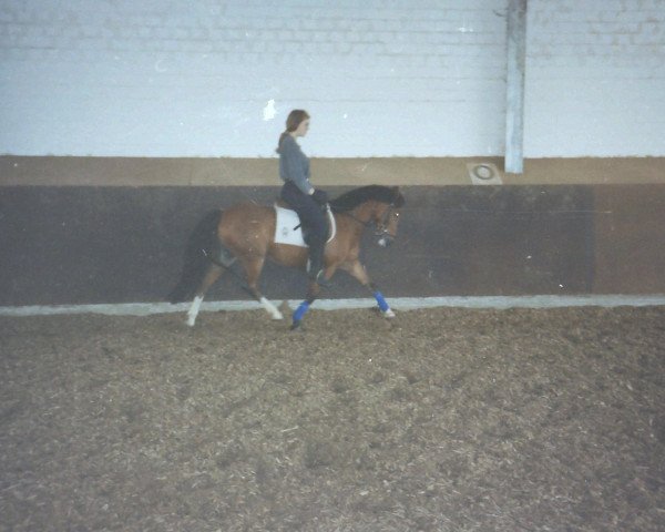 horse Nappo (German Riding Pony, 1983, from Nanu)