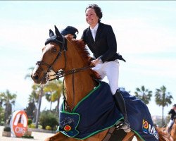 jumper Chamant de Biolley (Oldenburg show jumper, 2012, from Chacco-Blue)