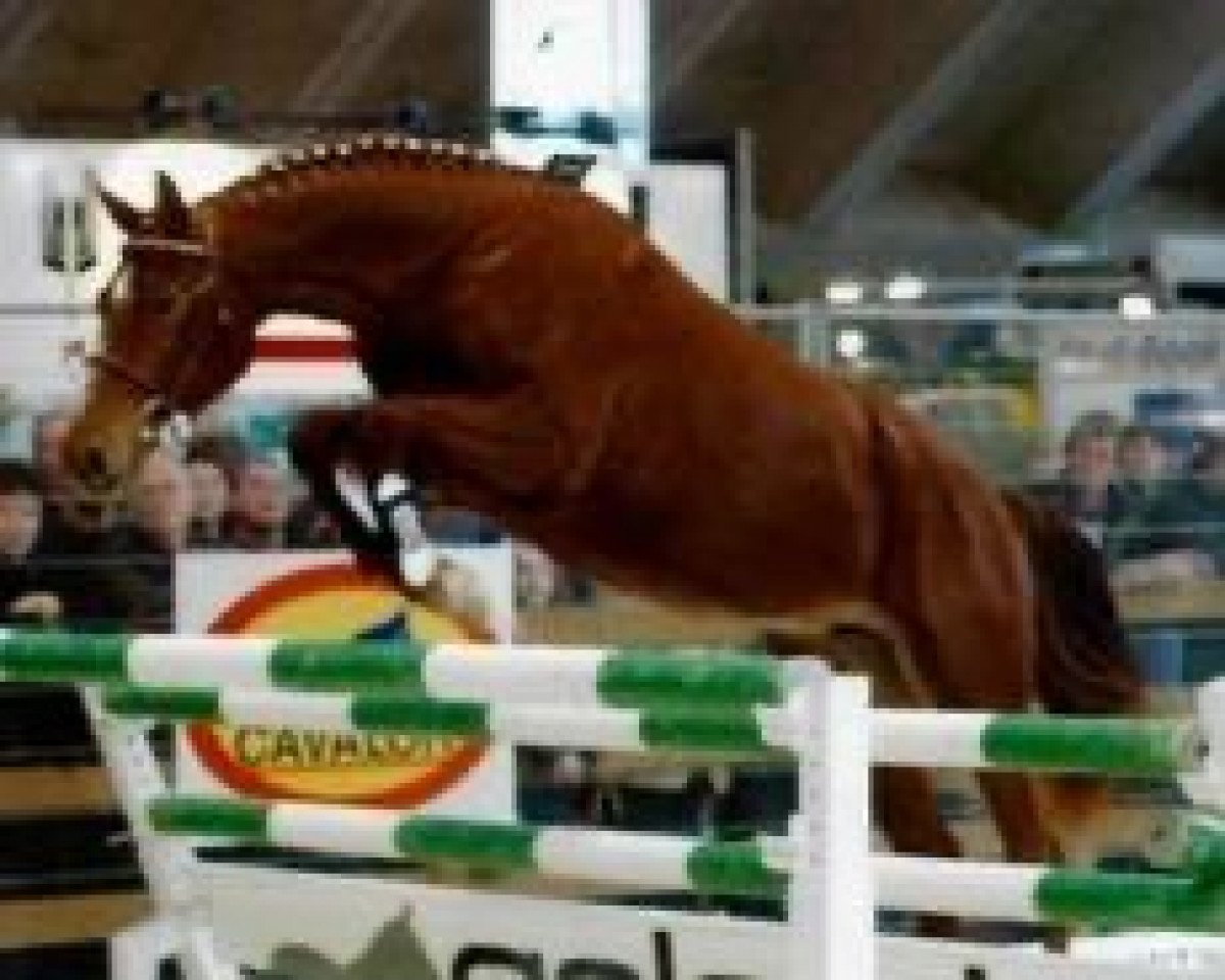 Zuchtstute Bellisima Biolley (Belgisches Warmblut, 2001, von Argentinus)
