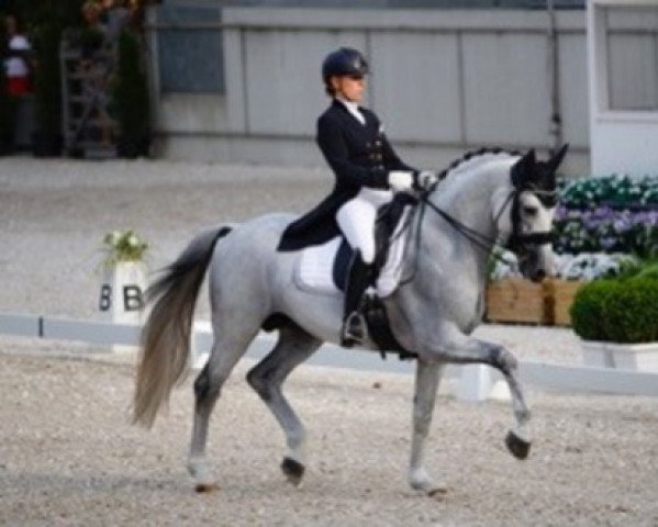 stallion Galliani Biolley (Belgian Warmblood, 2006, from Sir Donnerhall I)