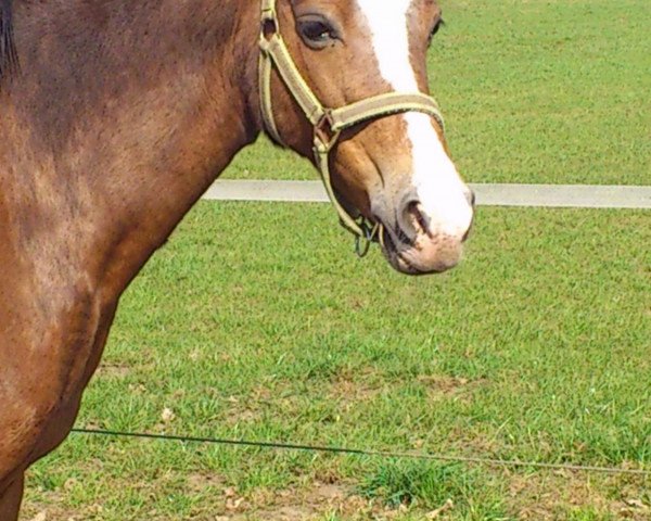 Zuchtstute Cherie (Deutsches Reitpony, 1992, von Croupier)