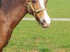 broodmare Cherie (German Riding Pony, 1992, from Croupier)