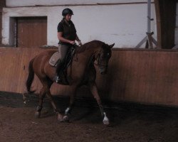 broodmare Debby Cool S (Oldenburg, 2007, from Daddy Cool)