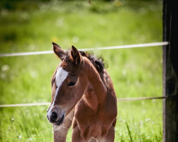 Dressurpferd Coscaro Royale L (Deutsches Reitpony, 2022, von DSP Cosmo Royale)