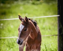 dressage horse Coscaro Royale L (German Riding Pony, 2022, from DSP Cosmo Royale)