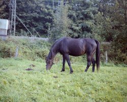 broodmare Nadja (German Riding Pony, 1981, from Nikado)