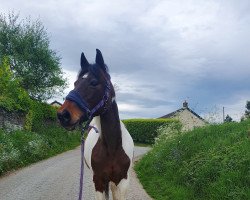 Pferd Sister Act Ali (Irish Sport Horse, 2000, von Lostock Peregrine)