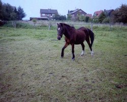 broodmare Karina (Welsh, 1974, from Kranich)