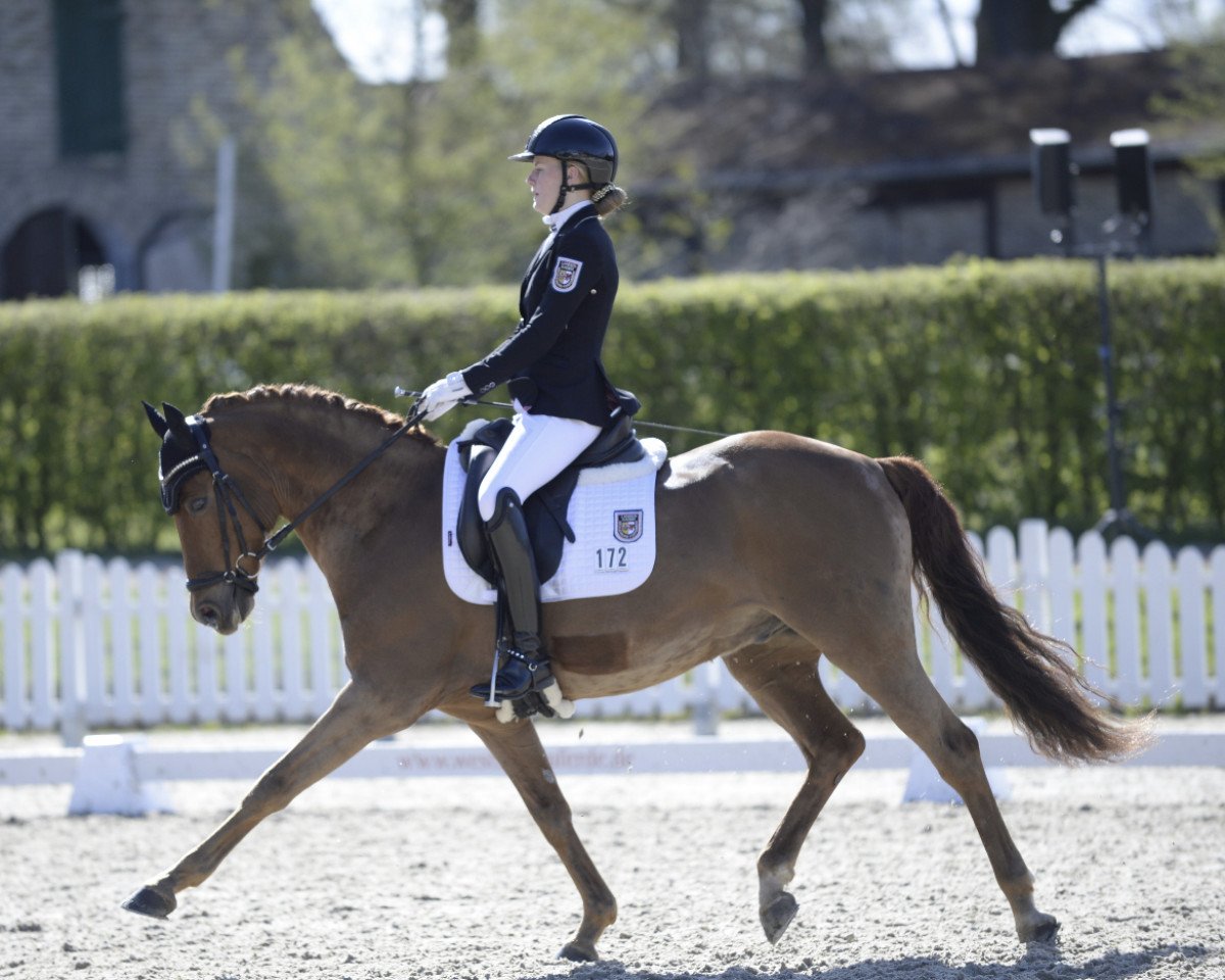 Dressurpferd Constantini (Deutsches Reitpony, 2009, von Constantin)