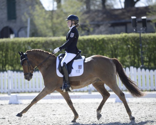 dressage horse Constantini (German Riding Pony, 2009, from Constantin)
