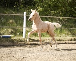 Dressurpferd Stute von Golden Grey x HET Golden Dream (Deutsches Reitpony, 2022, von Golden Grey NRW)