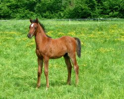 horse Pino San (Arabian thoroughbred, 2008, from G-Padrons Best ox)