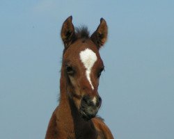 horse Ghasi (Arabian thoroughbred, 2007, from Dg Benghasi ox)