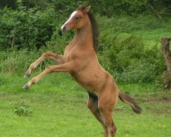 Pferd Kiss Mahiba (Arabisches Halbblut / Partbred, 2004, von Naskiri Ibn Nerath)