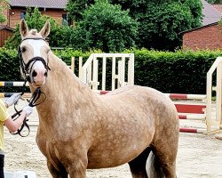 dressage horse Arvalon Golden Sian (Welsh-Cob (Sek. D), 2017, from AC Cream Boy)