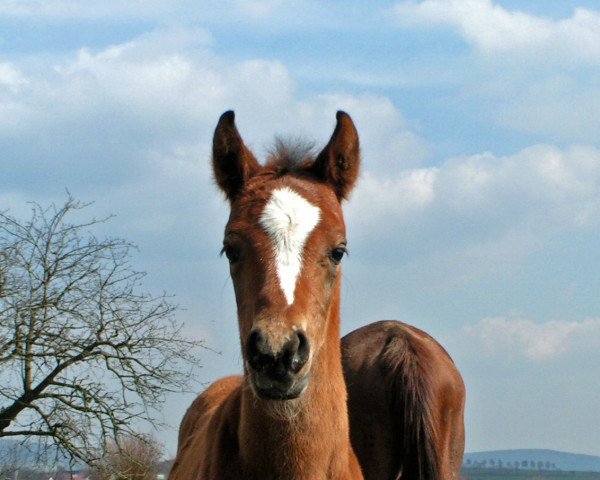 Pferd Bacari San (Vollblutaraber, 2008, von Dg Benghasi ox)