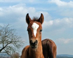 horse Bacari San (Arabian thoroughbred, 2008, from Dg Benghasi ox)