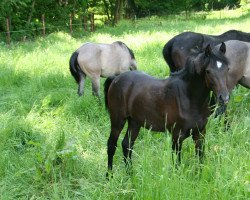 dressage horse Cloony (German Riding Pony, 2013, from Doctor Snuggles 2)