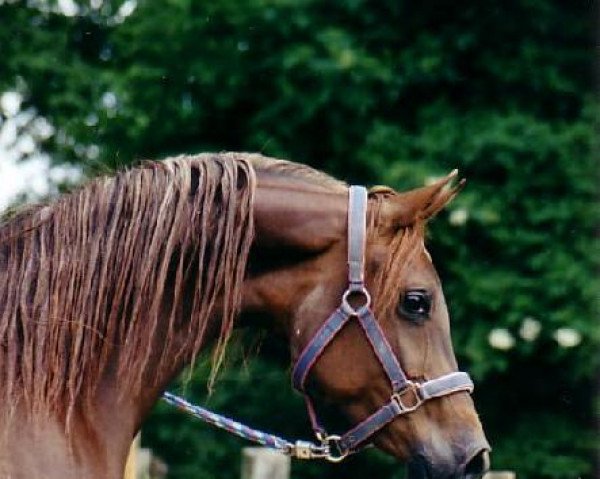 Zuchtstute Garesha bint Khaled (Vollblutaraber, 1999, von Khaled El Assuad 1983 EAO)