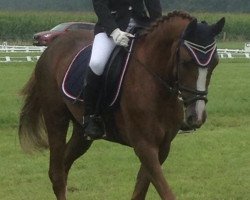 dressage horse Lisa 1330 (Pony without race description, 2012)