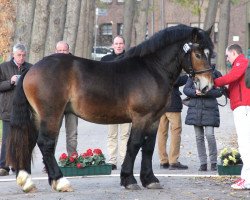 stallion Hille (Rhenish-German Cold-Blood, 2010, from Heidjer)