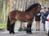 dressage horse Amigo (Rhenish-German Cold-Blood, 2010, from Alex)