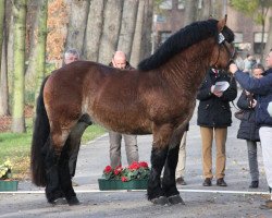 dressage horse Amigo (Rhenish-German Cold-Blood, 2010, from Alex)