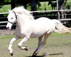 Deckhengst AC Cream Boy (Welsh-Cob (Sek. D), 2008, von Thorneyside Cream Boy)