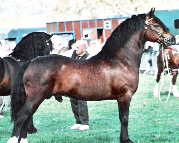 stallion Thorneyside The Jackpot (Welsh-Cob (Sek. D), 1998, from Thorneyside Flyer)