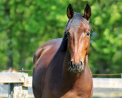 Pferd Charly (Oldenburger Springpferd, 2019, von K.i Checkter)