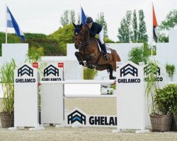 jumper Kalejandro D (Belgian Warmblood, 2010, from Flamenco de Semilly)