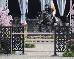 jumper Outrageous Charmer (Belgian Warmblood, 2014, from Presley Boy)