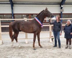 Deckhengst Noureiev Biolley (Belgium Sporthorse, 2019, von Secret)