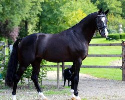 stallion Thorgal Biolley (Oldenburg, 2012, from Totilas)